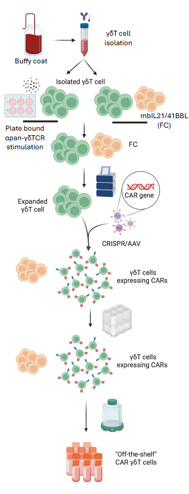 G-Rex for NK and CAR-NK cell therapies