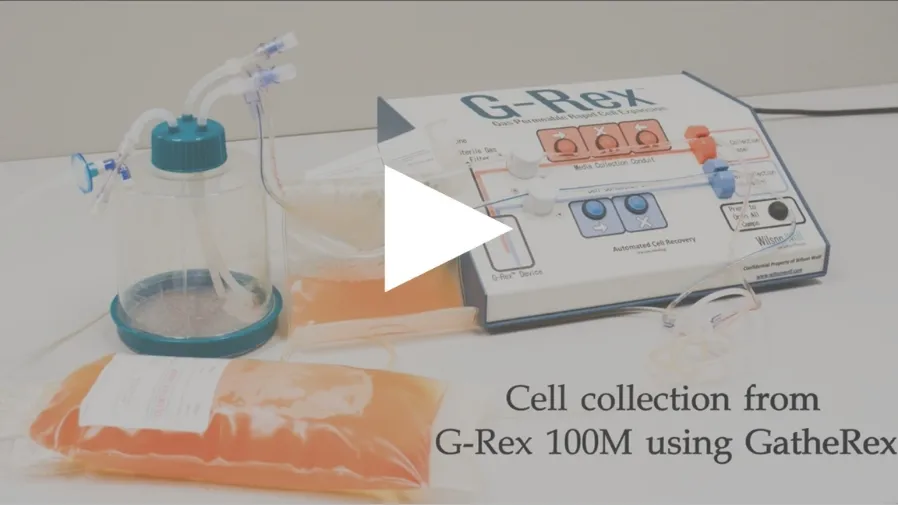 GatheRex video