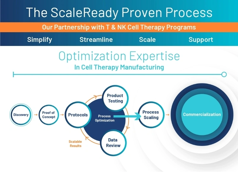 The ScaleReady Proven Process diagram for T and NK cell therapy programs, showing the partnership stages from Discovery and Proof of Concept through Protocols, Process Optimization, Process Scaling and Commercialization